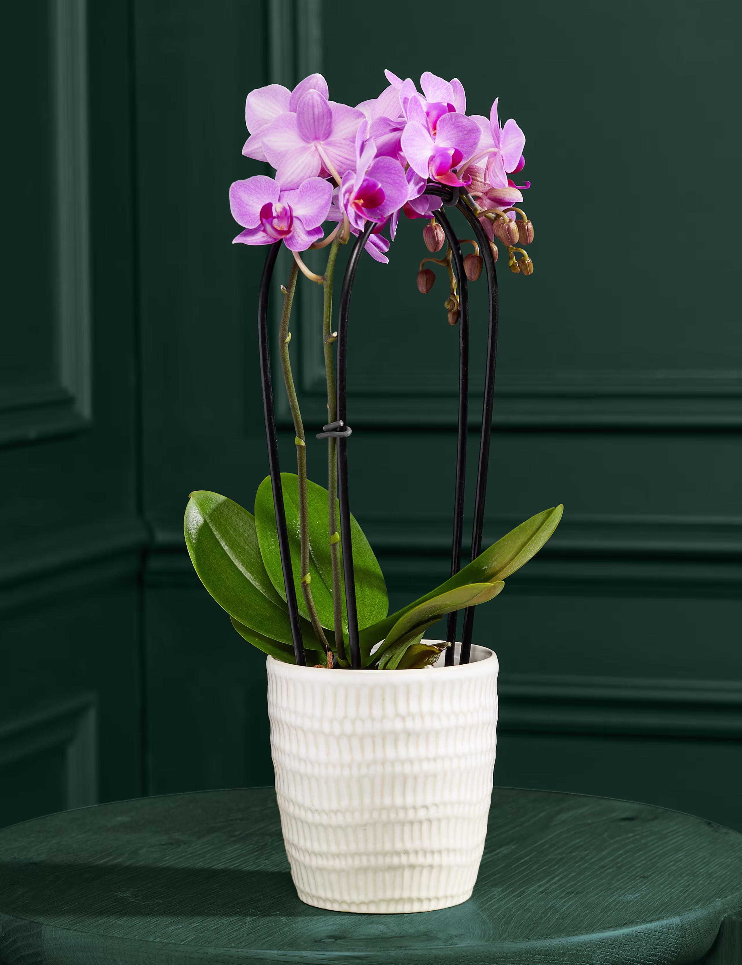 Seramik Saksıda Mor Minyatür Phalaenopsis Şelale Orkidesi